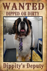 Dippity Dog Mobile Dog Salon Huntington Beach Newport Mesa Tustin Areas